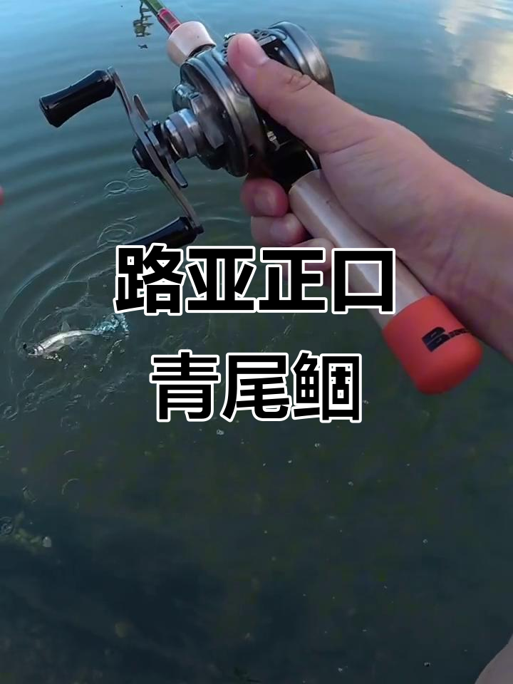 青尾鲴泛滥成灾,路亚钓友却避之不及?