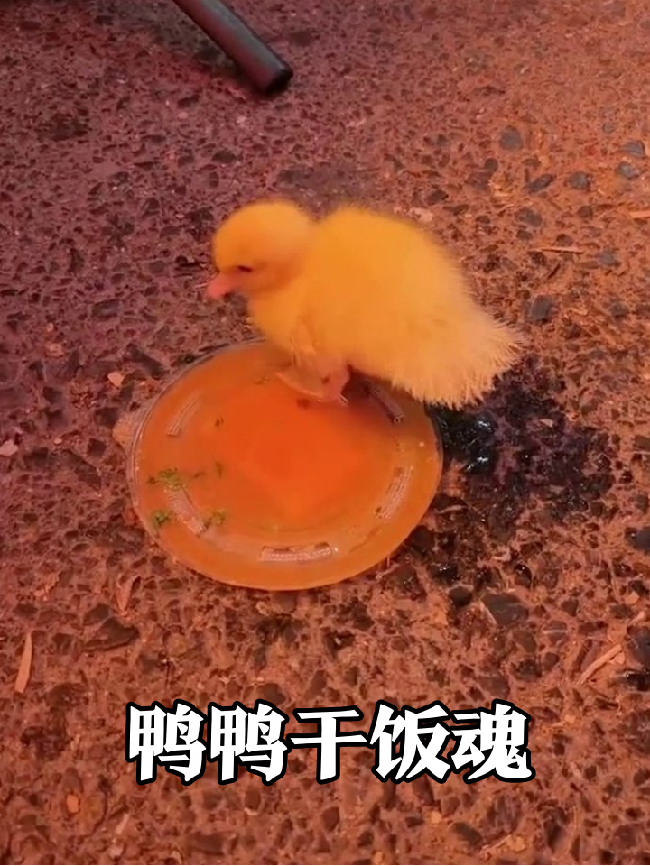 小鸭子干饭迷惑行为大赏:踩盘喝、扭头走、折返找渣