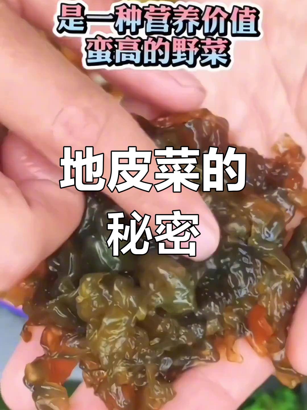 你们吃过地皮菜吗?大自然的馈赠,别名叫“地耳”