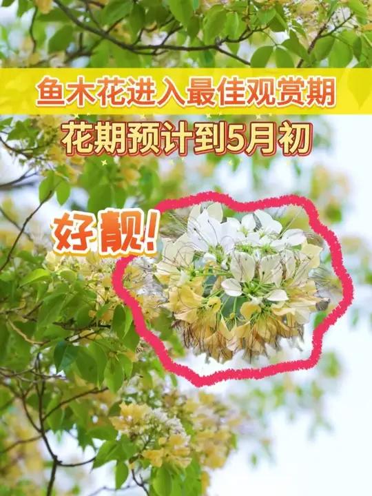 入最佳观赏期!花期持续至5月初,快来解锁这限时浪漫!