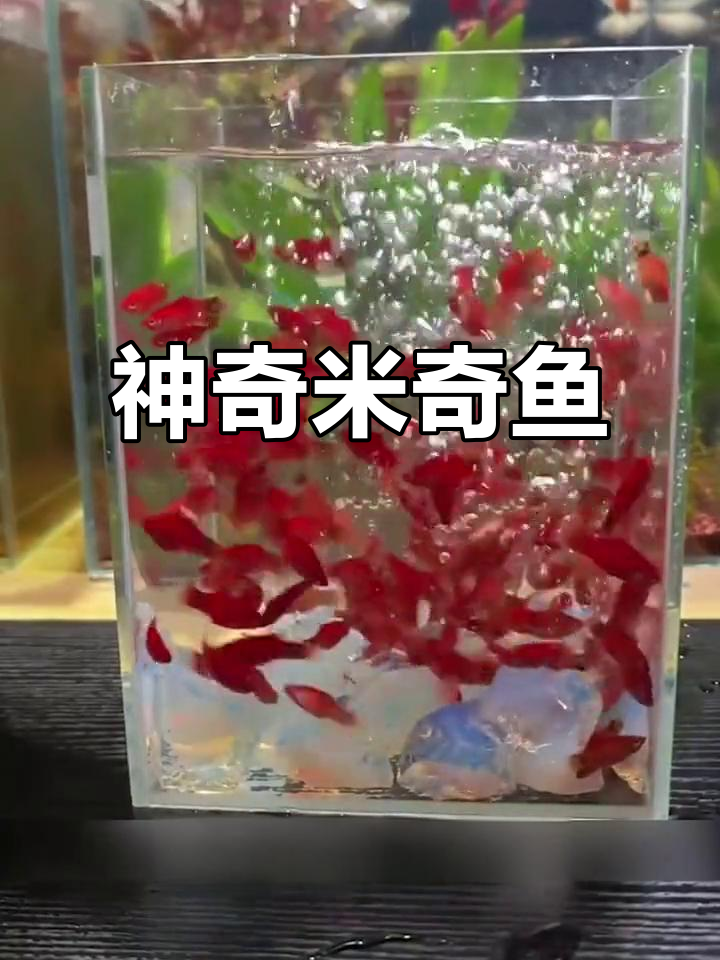 米奇鱼:超能生仔,养不死!新手必试观赏鱼