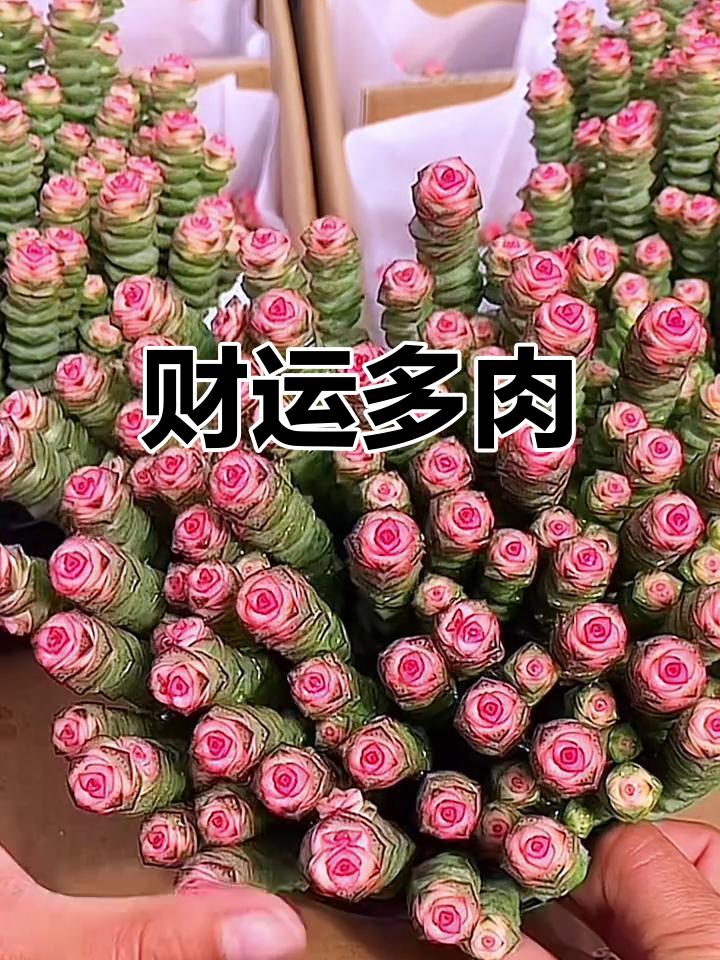 多肉钱串,象征财富不断增长,生意兴隆必养之植物