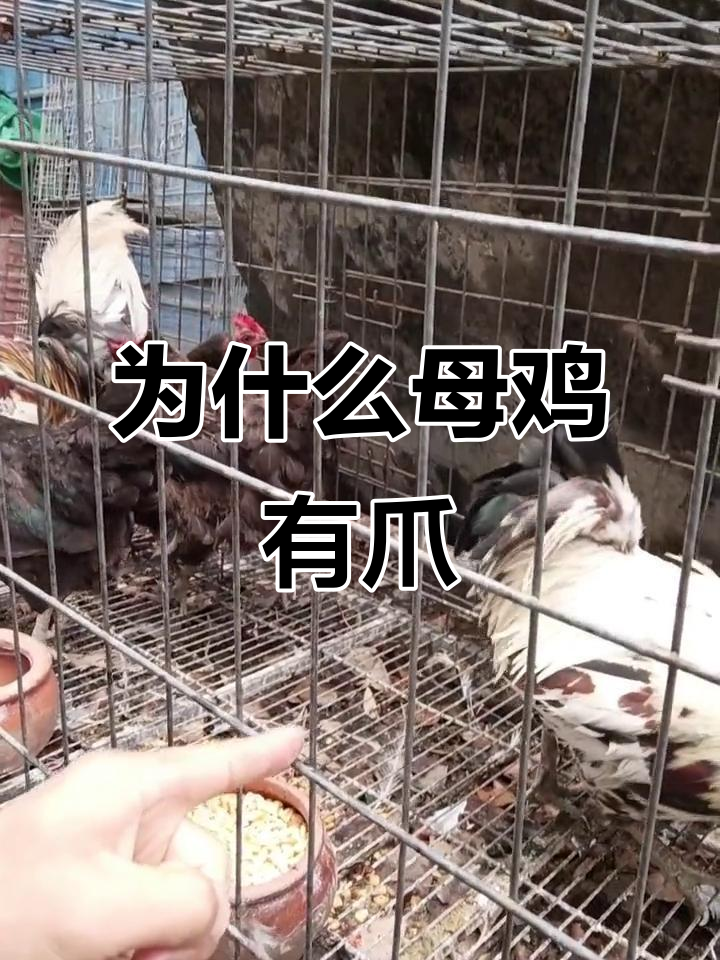 母鸡为何长爪子？竟然能下蛋！