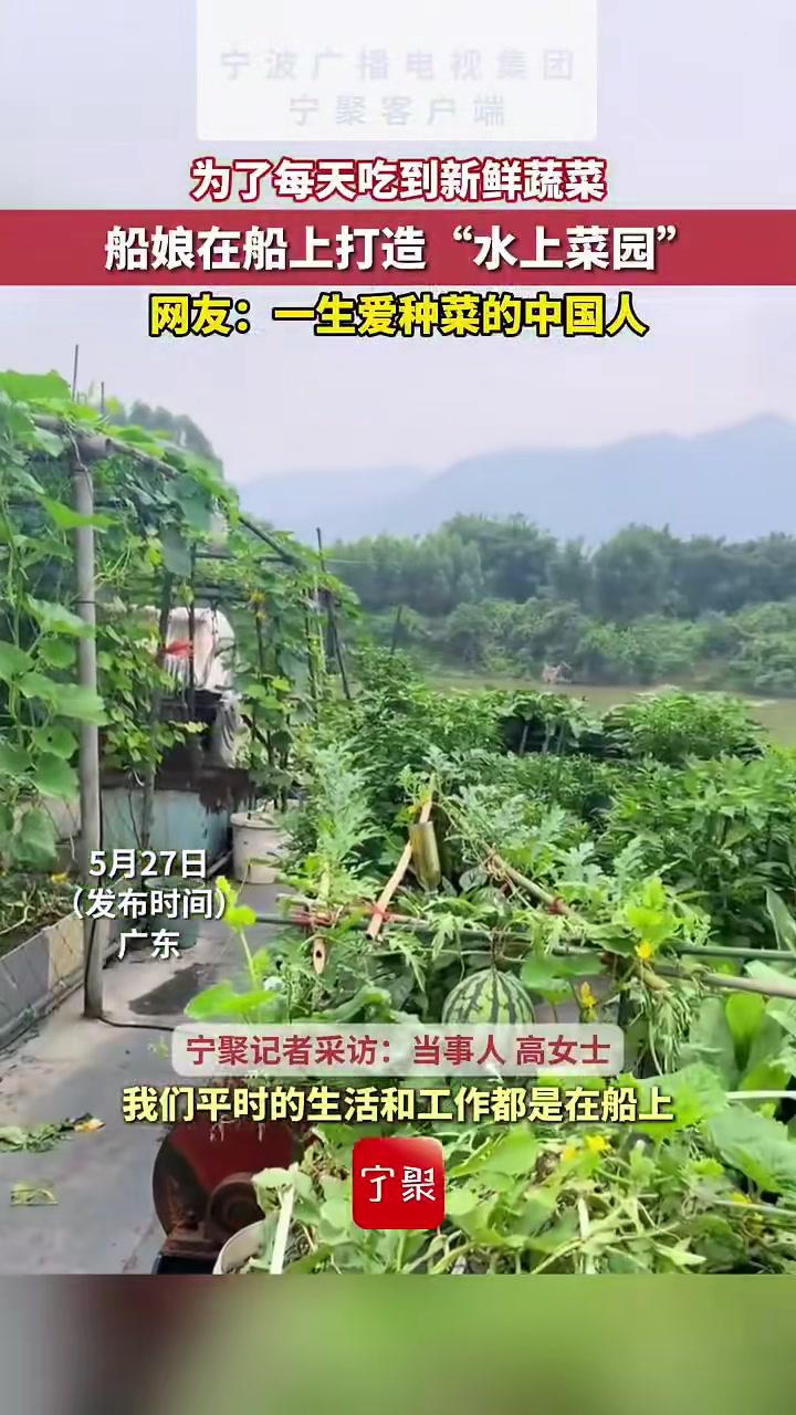 广东，为了每天吃到新鲜蔬菜，船娘在船上打造“水上菜园”。网友：一生爱种菜的中国人。（来源：