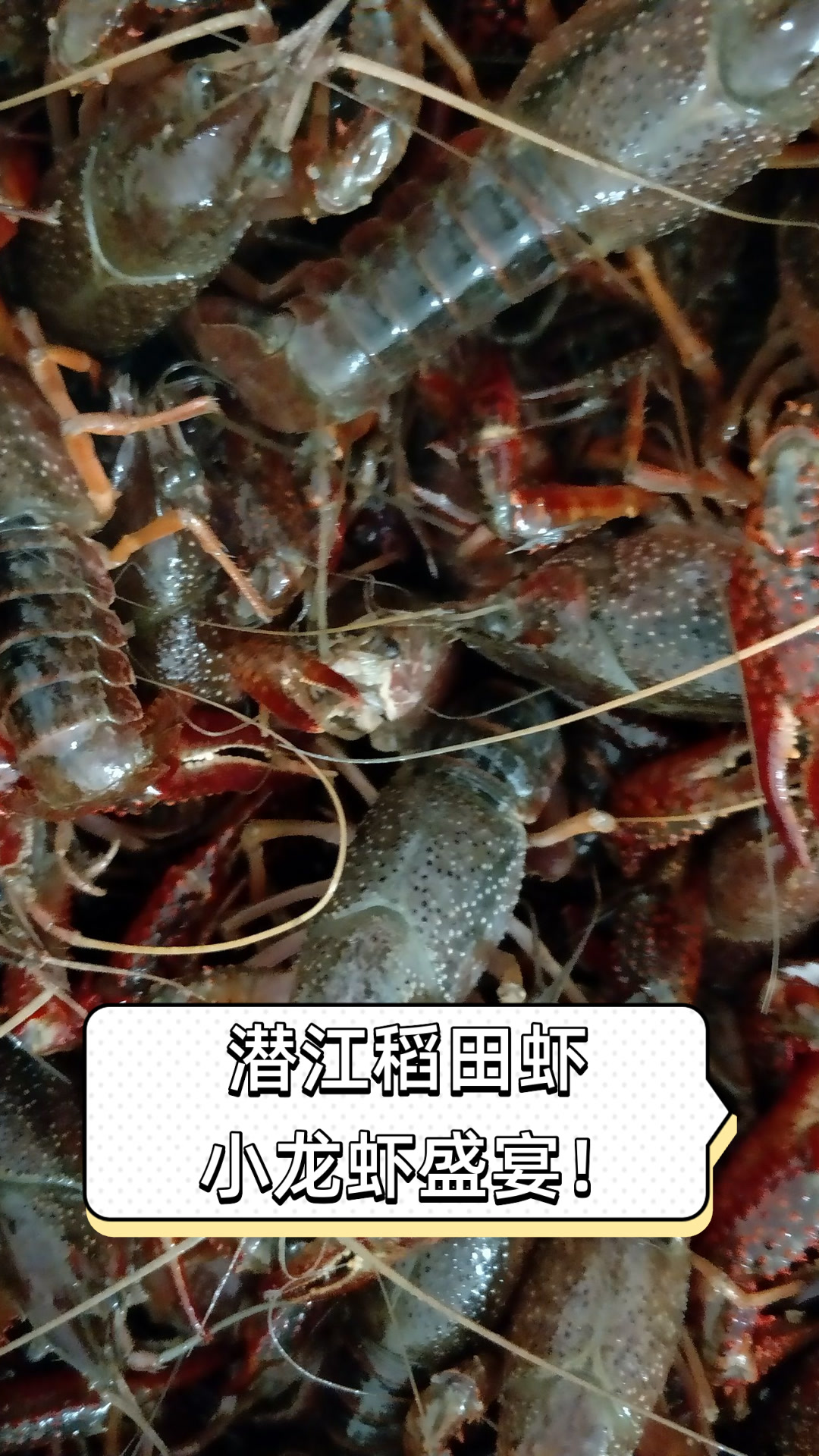 潜江稻田虾,小龙虾盛宴!