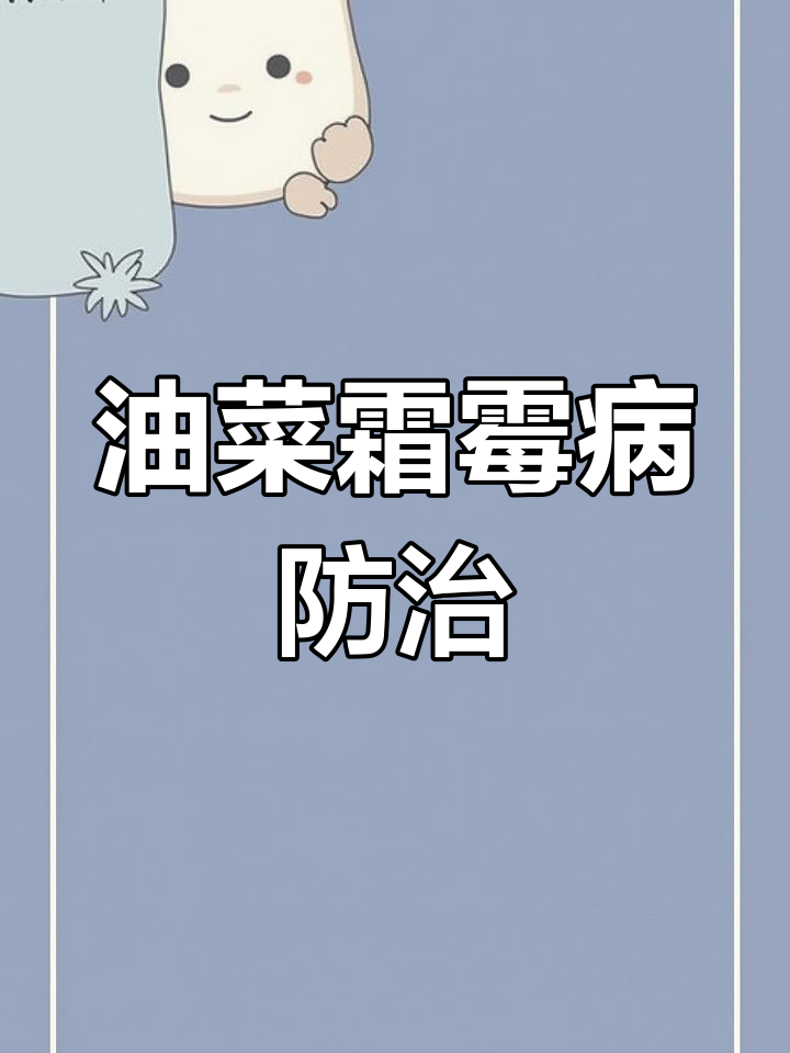 油菜霜霉病全生育期防治技巧,轻松应对病害
