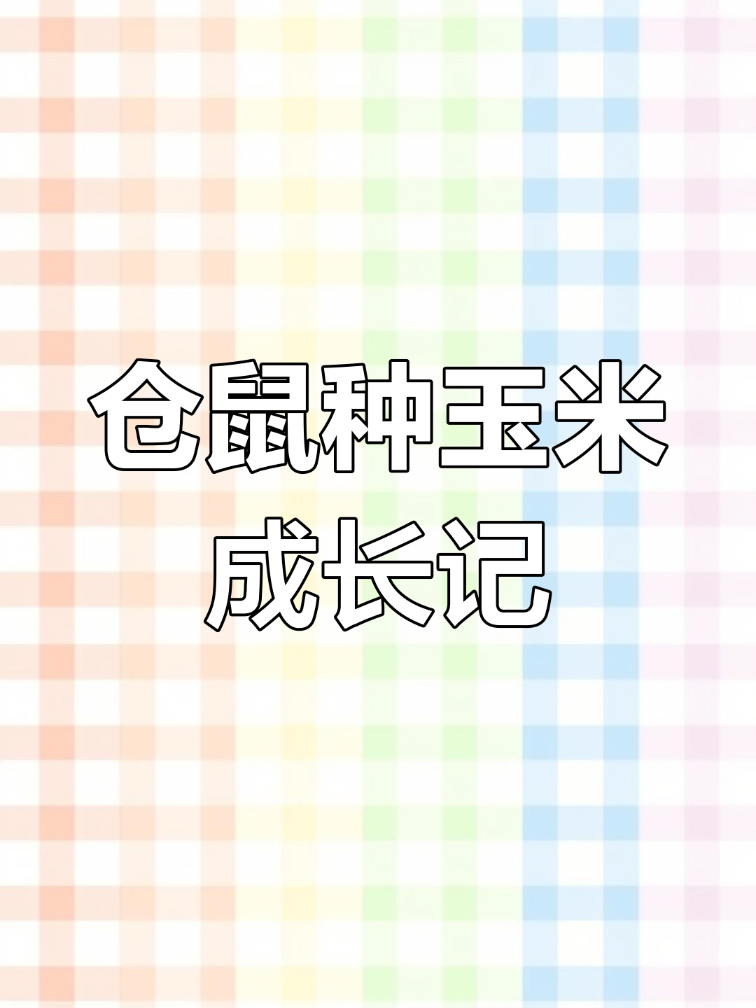 金丝熊玉米种植记:从仓鼠嘴抢来的种子,长成了高高的玉米笋