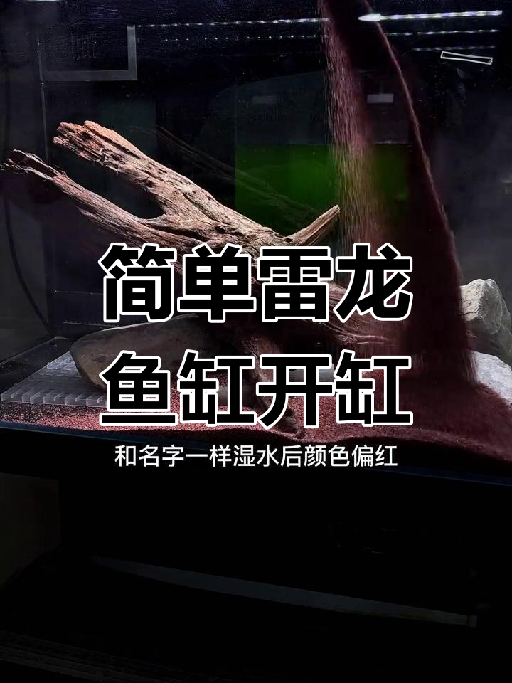 新手友好型雷龙鱼缸造景教程