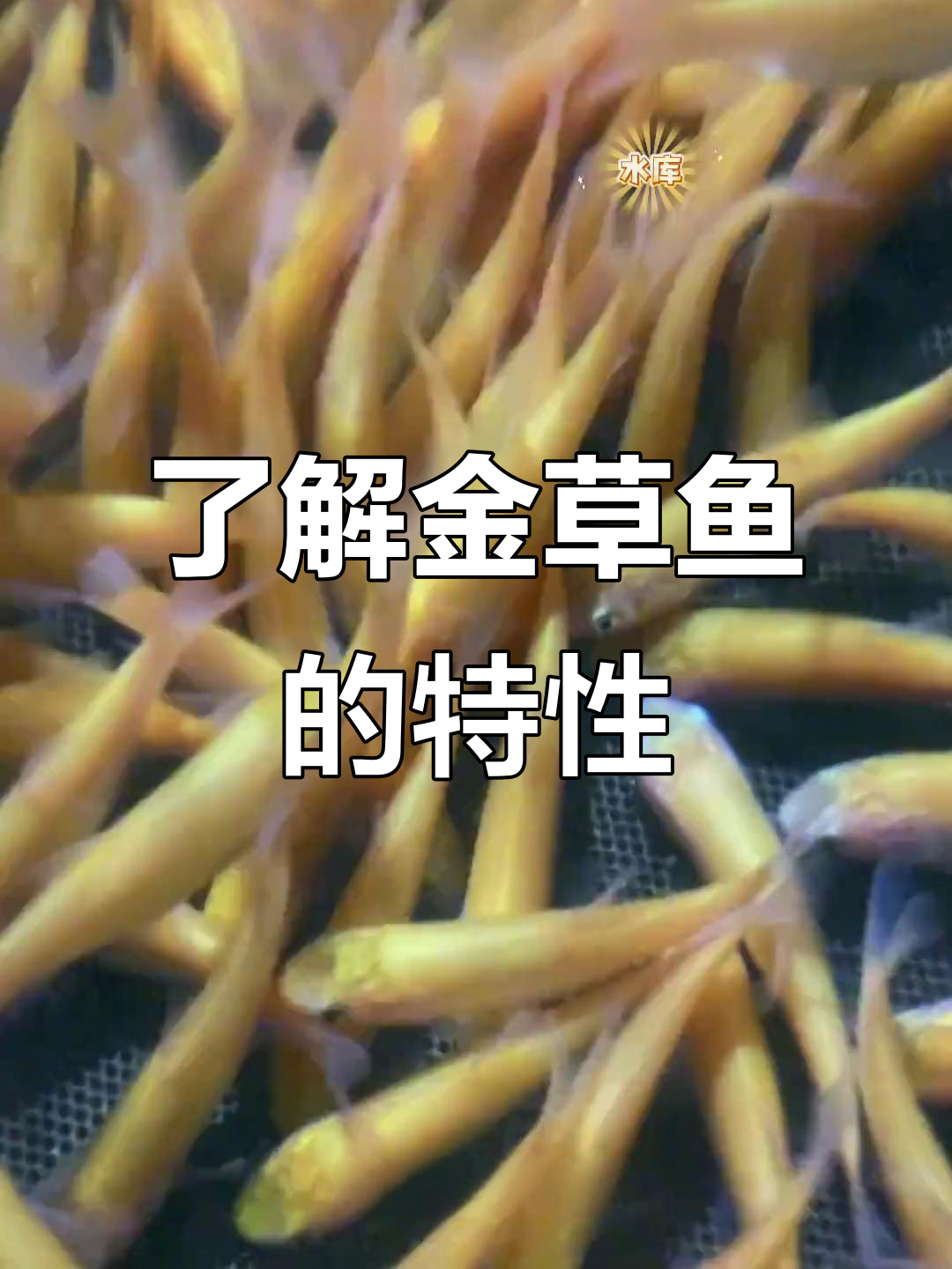 金草鱼:俄罗斯特产,生长迅速又美味