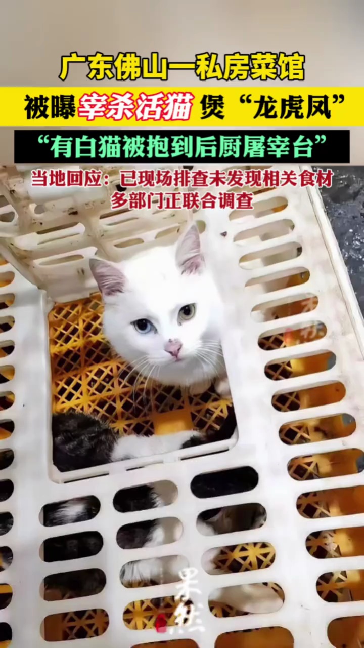 广东佛山一私房菜馆被曝宰杀活猫煲“龙虎凤”