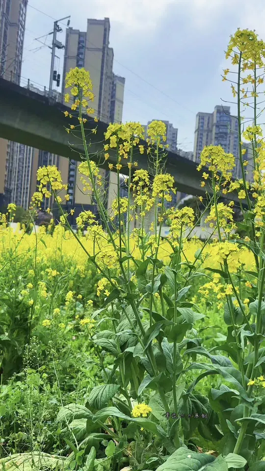 这个春天,不必远行就在长宁高铁站,遇见最美的金黄油菜花海,开往春天的火车在金黄花田上方呼啸