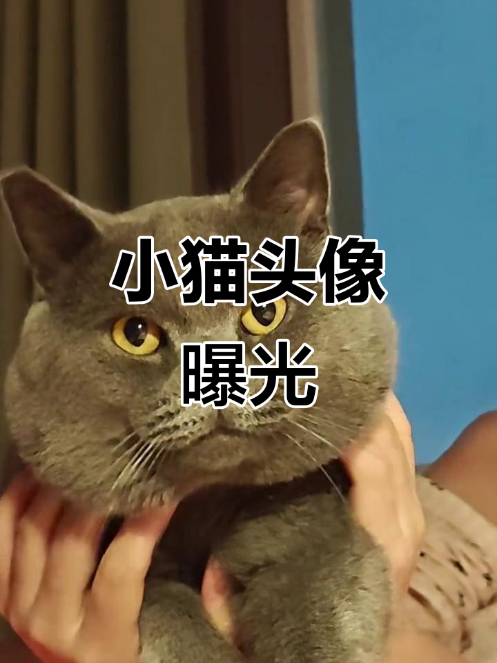 肥仔猫咪的可爱头像大揭秘,脸小才是王道!