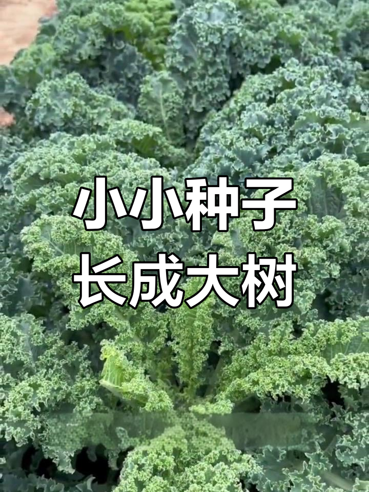 羽衣甘蓝:长得像树的营养蔬菜,阳台也能种