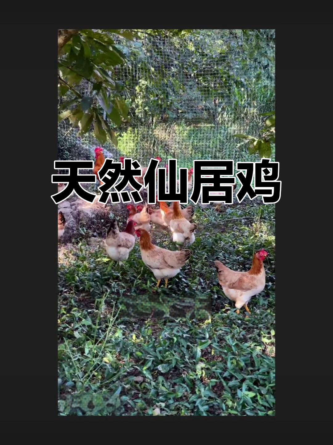 仙居鸡，天然养殖，肉质鲜美，营养丰富！