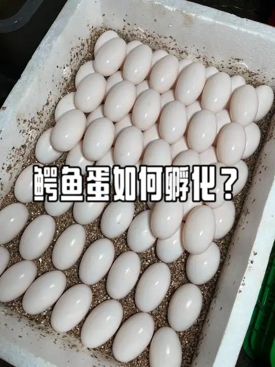 从母鳄手里掏回来的鳄鱼蛋如何处理?