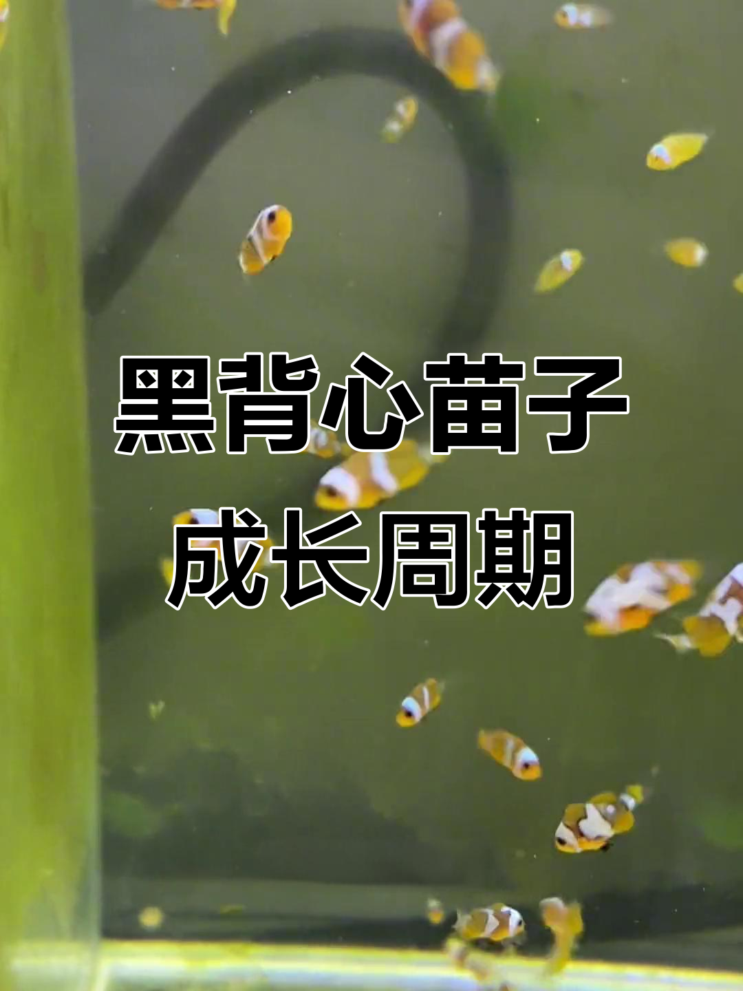 黑背心幼鱼生长缓慢,三道纹何时能长齐?