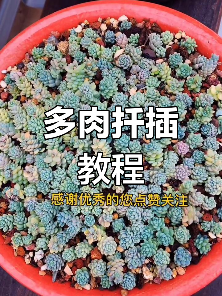 旋叶姬星美人扦插技巧,轻松爆盆