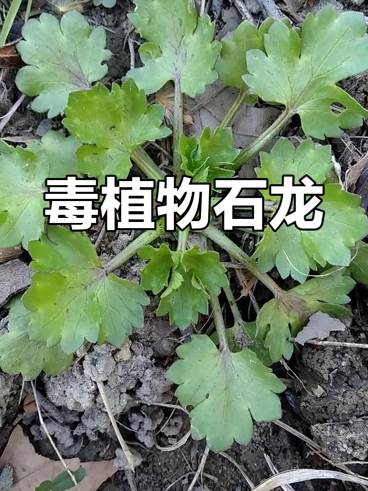 石龙芮:有毒的野芹菜,误食可能致命