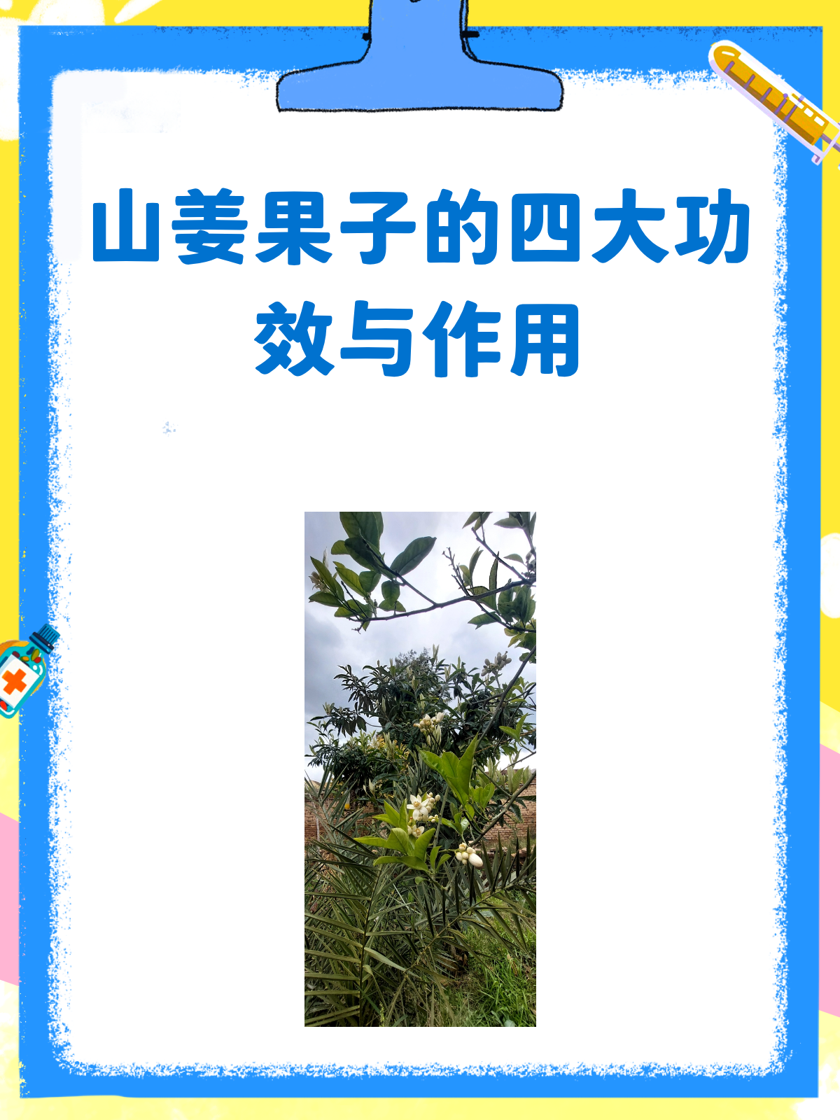 山姜果子知多少?功效作用全揭秘!