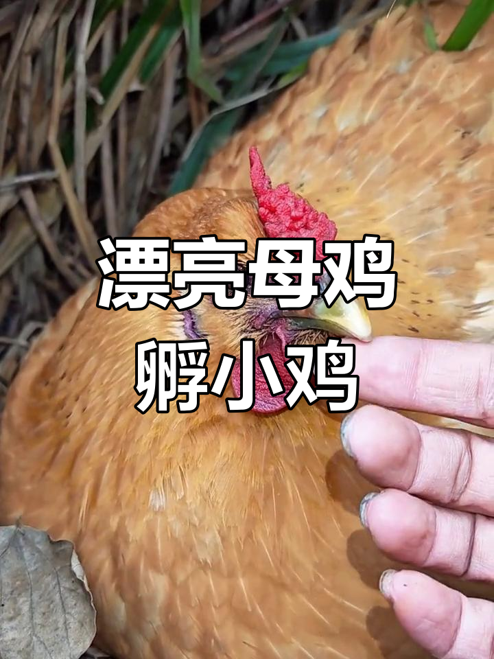 山谷中的女神之泪母鸡,美丽又贤惠
