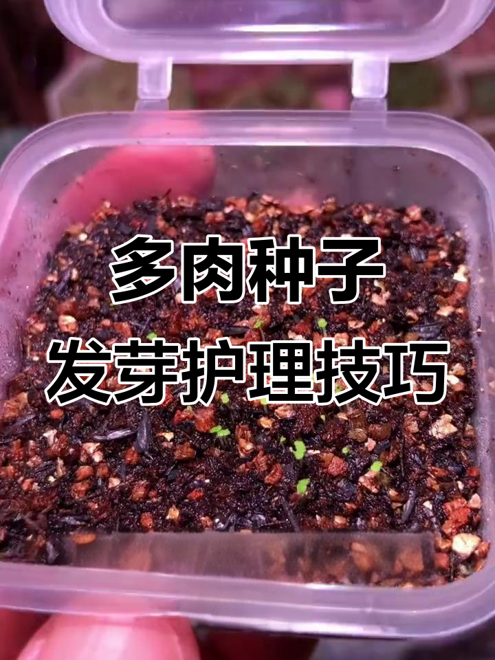多肉种子发芽后如何正确养护?避免豆芽菜现象
