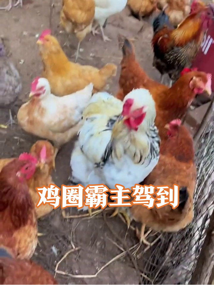 鸡圈霸主非它莫属！白毛公鸡抢食霸气侧漏，母鸡们敢怒不敢言