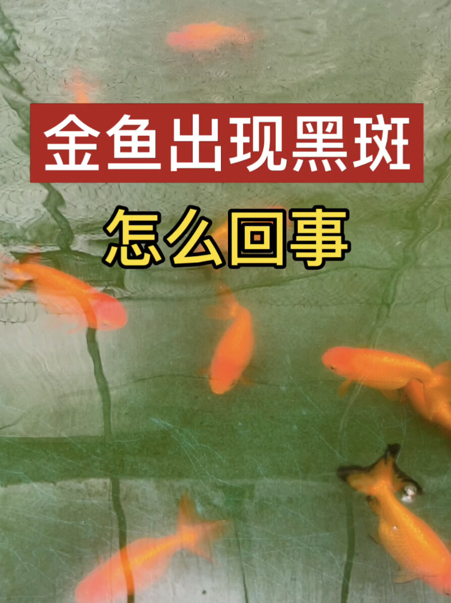 金鱼出现黑斑,怎么回事