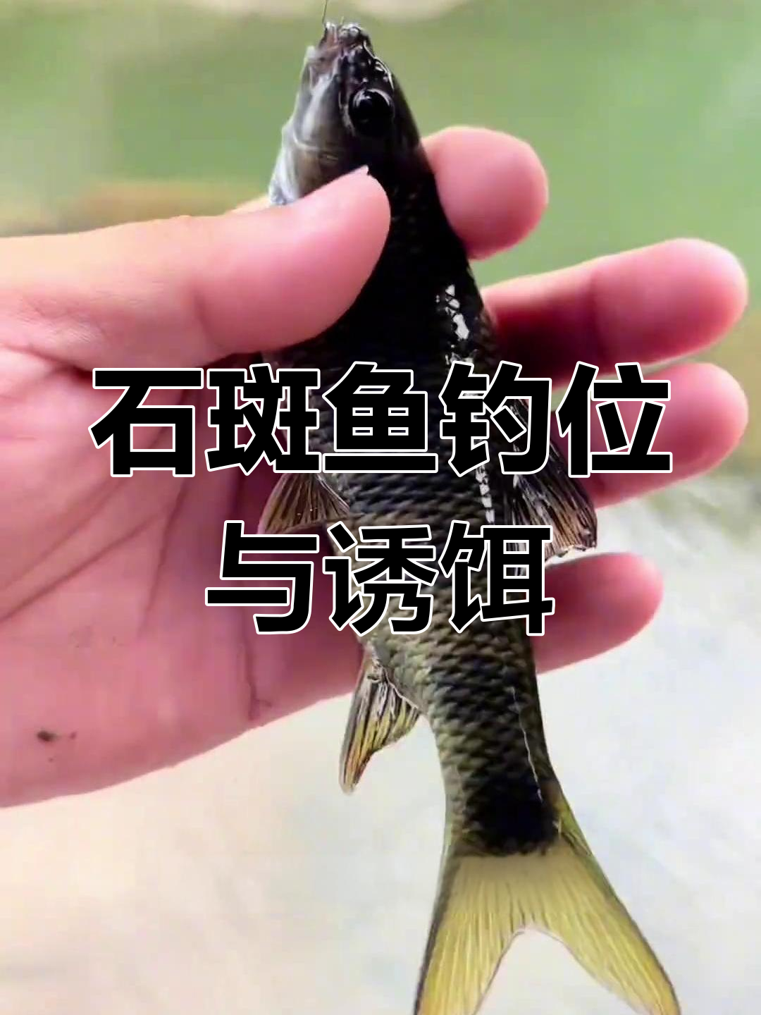 溪石斑钓法技巧:打窝位置和饵料选择的关键