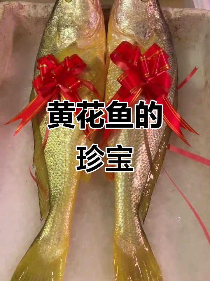 黄花鱼头骨的耳石,越大越珍贵,头痛治疗有奇效
