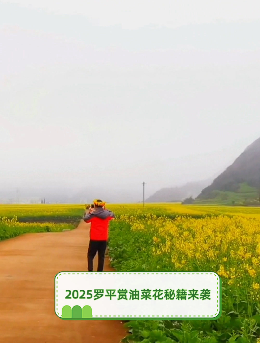 2025罗平赏油菜花秘籍来袭