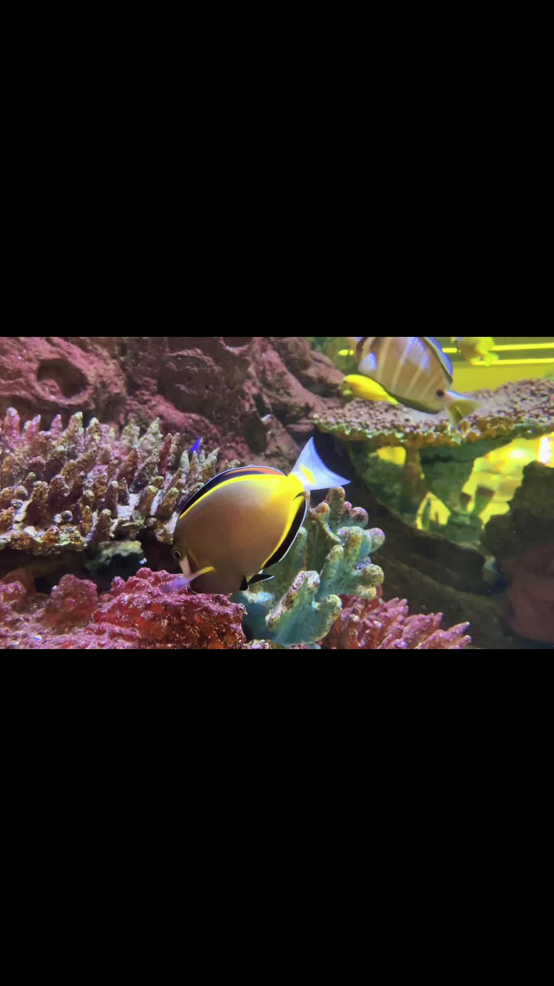 海洋生物 玻璃缸中的大自然 鱼 海底世界真奇妙 海水鱼珊瑚