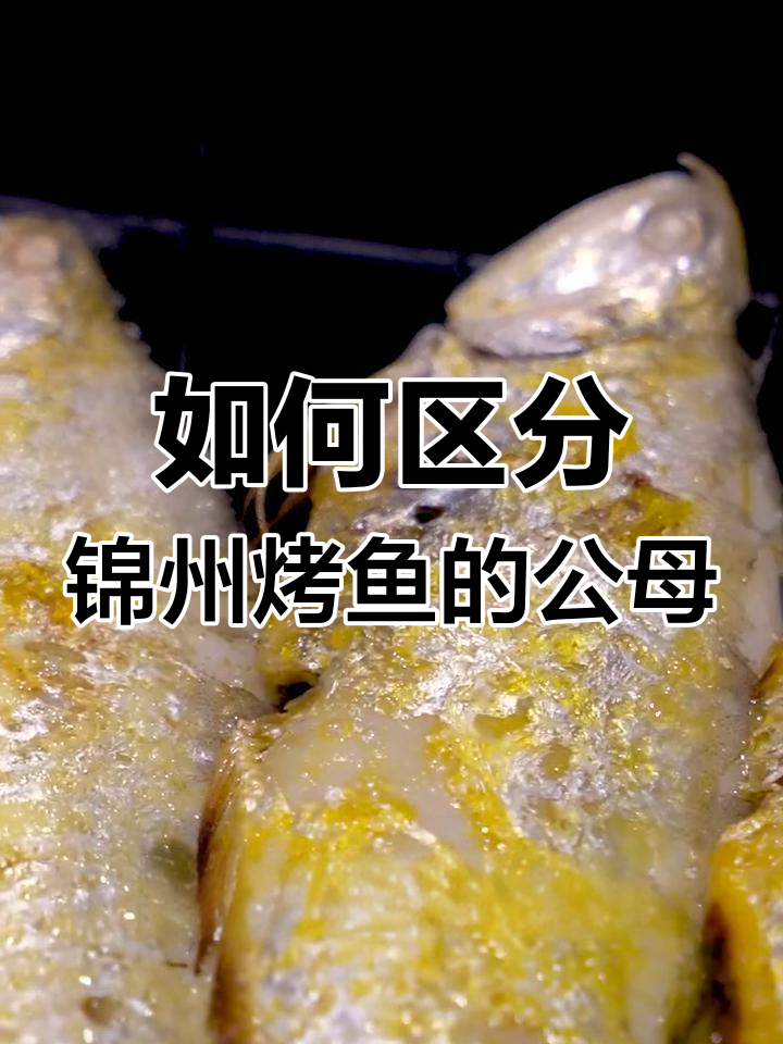 锦州渤海湾特产烤鱼,如何分辨公母?