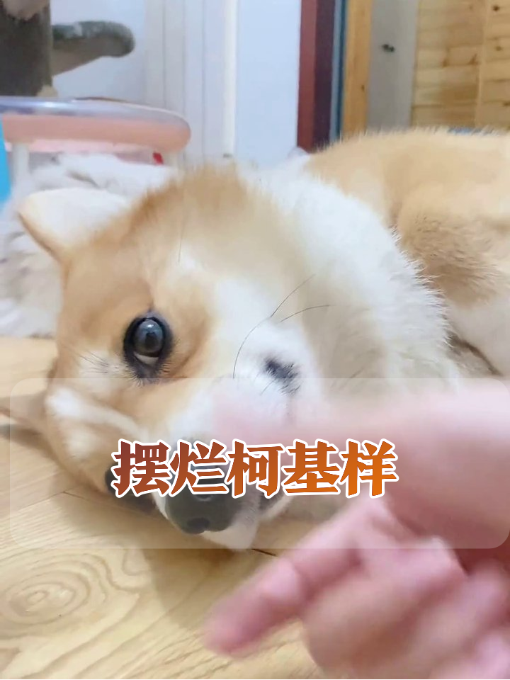 柯基被迫营业露牙笑,被摸肚肚秒变乖宝宝