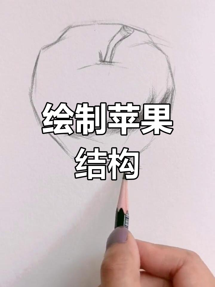 苹果结构素描解析