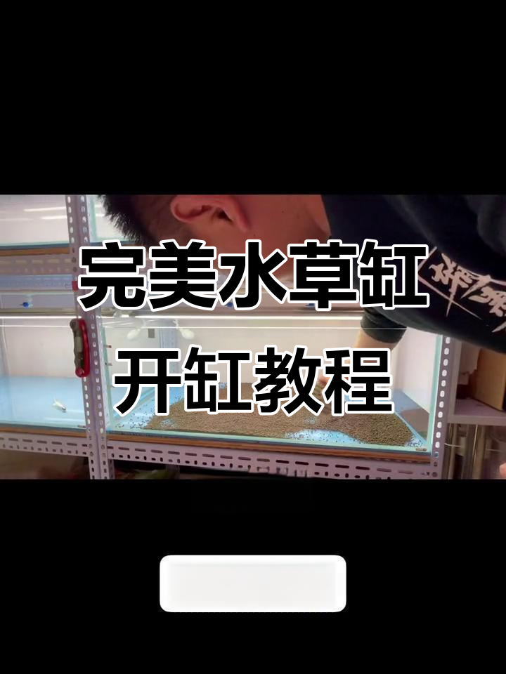水草缸开缸全攻略,水晶虾养殖技巧大揭秘