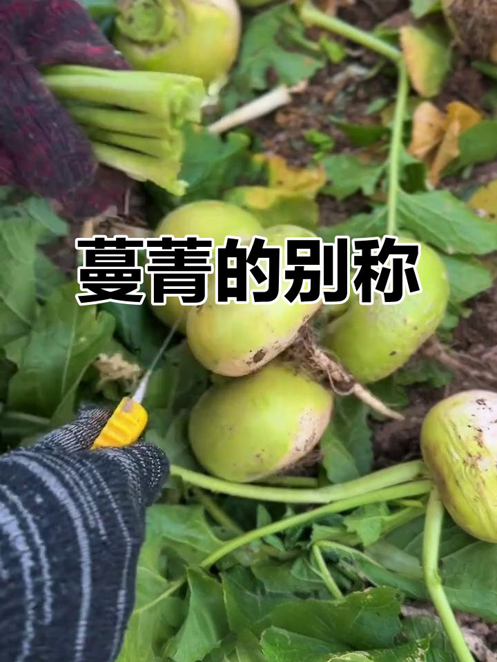 蔓菁,别名芜菁、大头菜,多种叫法指同一植物