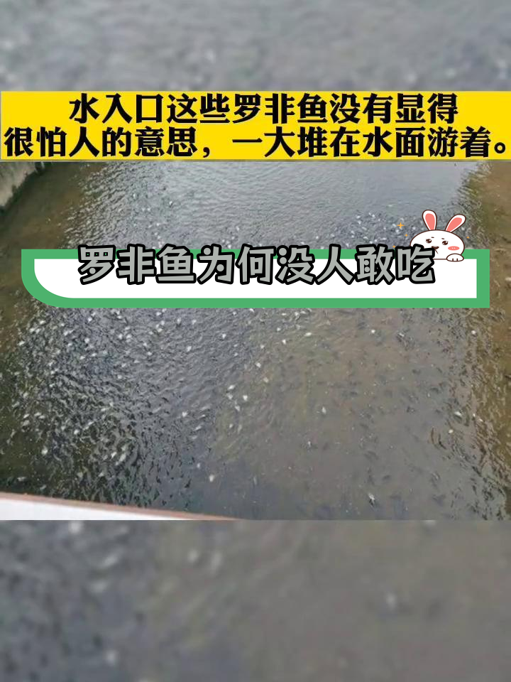 东莞河里罗非鱼泛滥,当地人却不敢吃