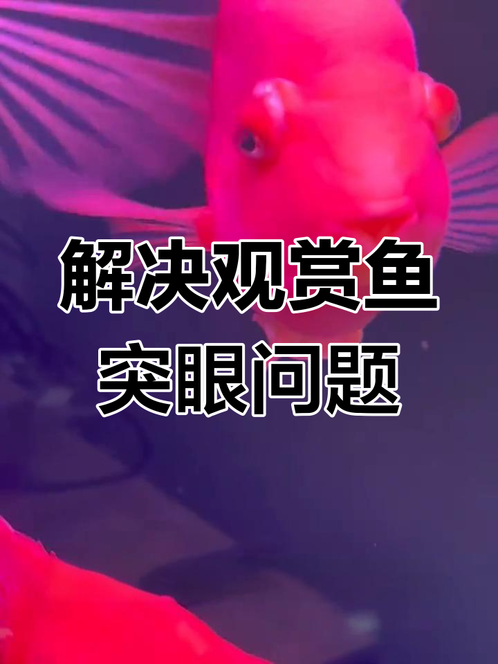 鱼眼凸出怎么办?三步解决