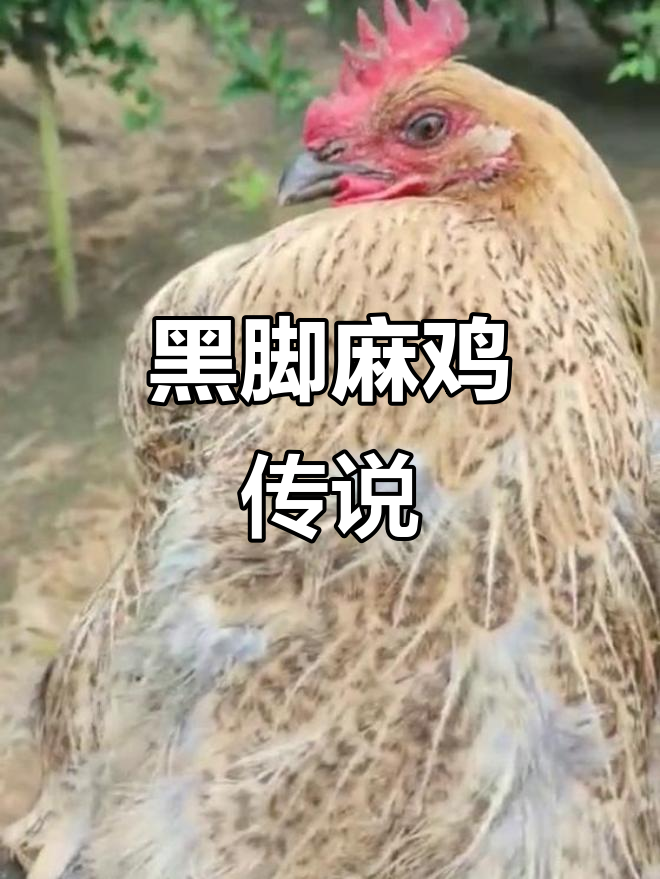 600天老母鸡,黑脚麻鸡的传奇故事