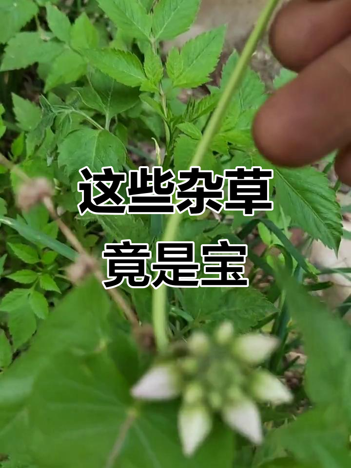 野草也能变宝贝,这些杂草竟然有这么多用途