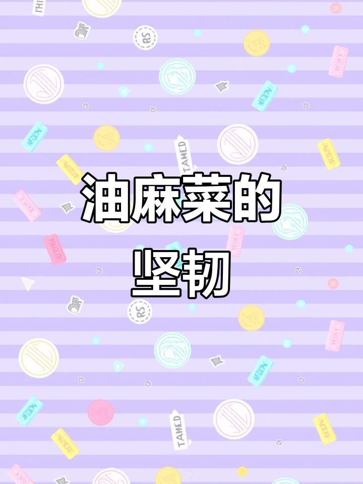 即使在最贫瘠的土地,油麻菜也能顽强生长