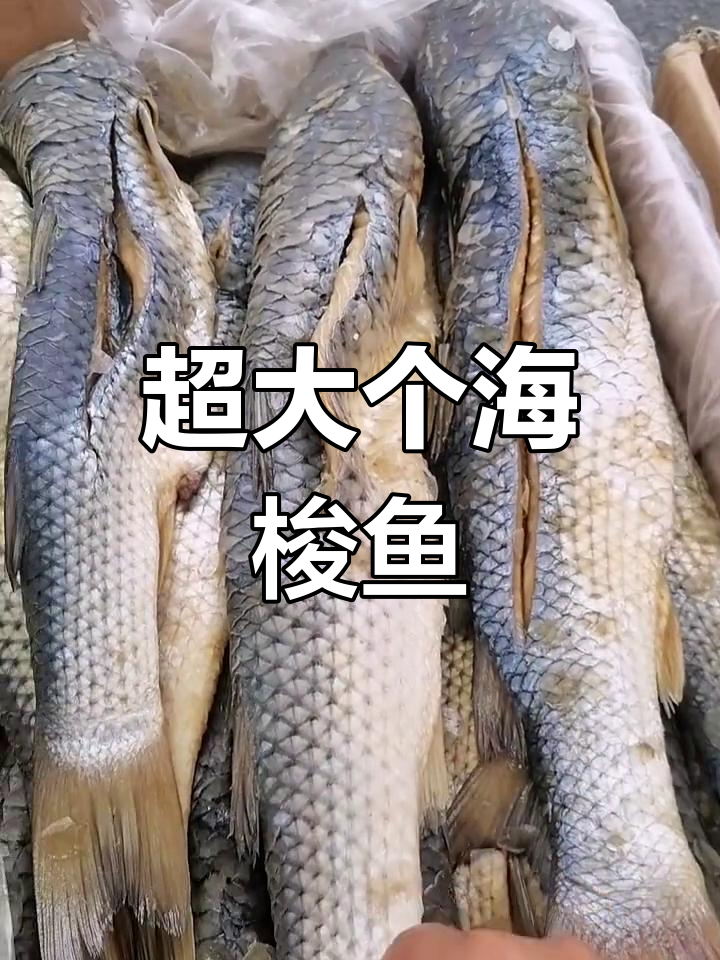 大号海梭鱼,肉质鲜美紧实,1.5斤到2斤超值美味