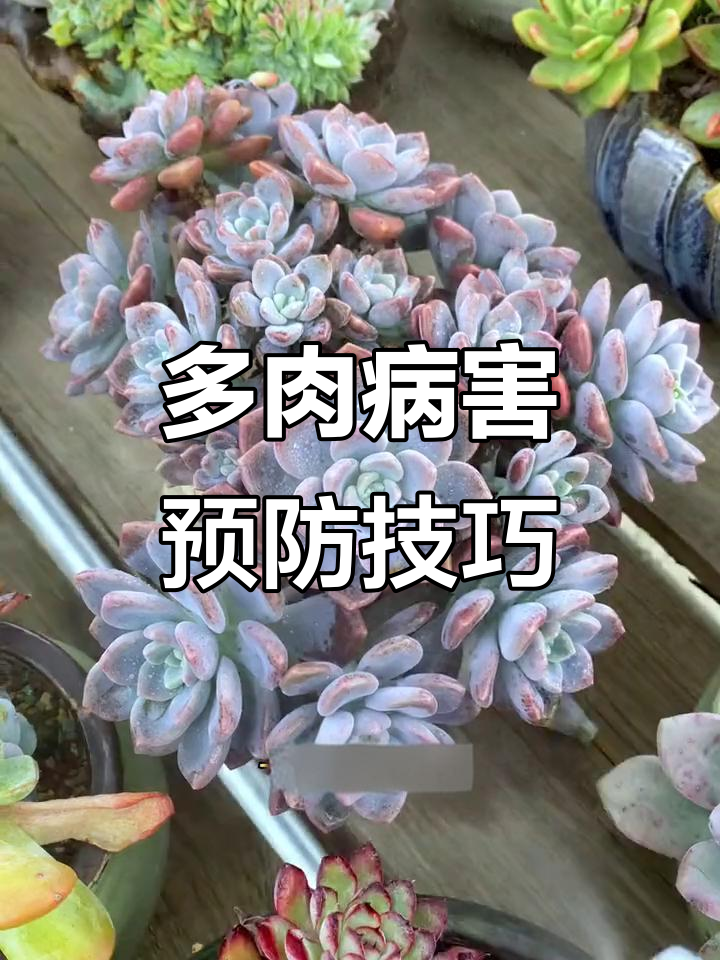 多肉常见病害防治全攻略,新手必看!