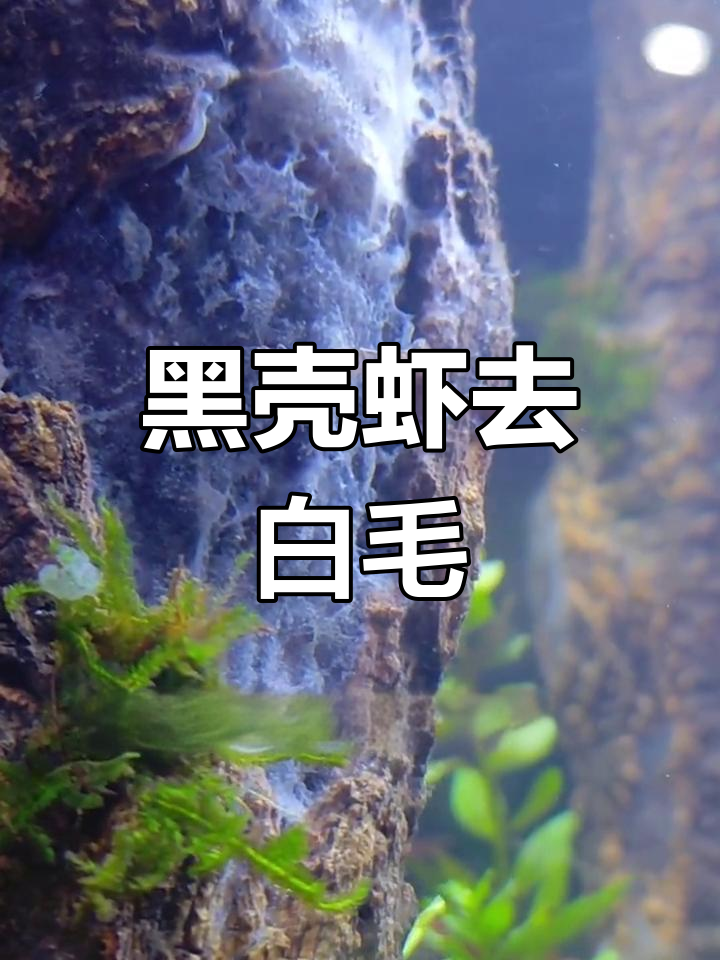 沉木发霉怎么办?黑壳虾帮你搞定