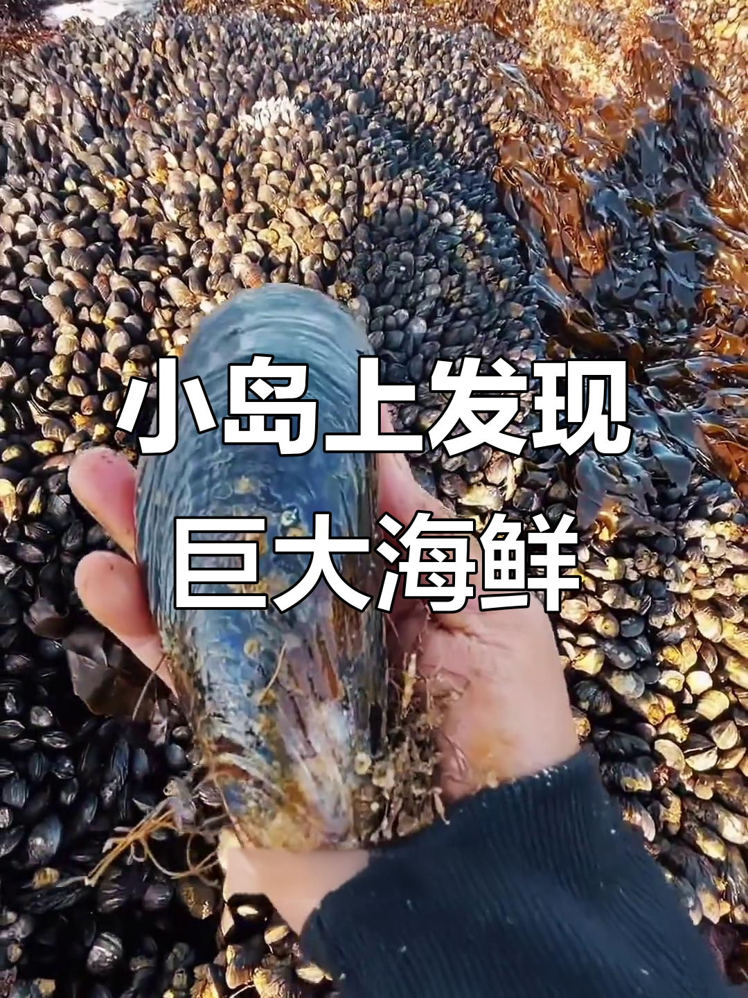 荒岛上的巨型海虹与绿巨海葵,鹅颈藤壶竟比手指还粗