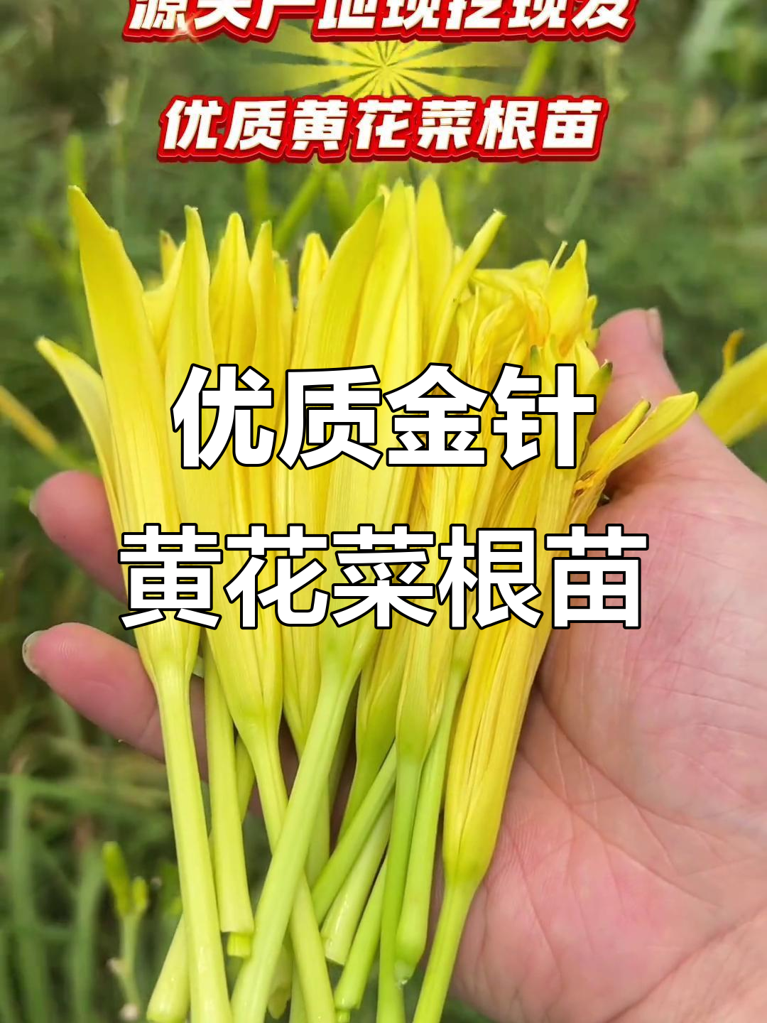 金针黄花菜:一次种植,多年收益,经济又实惠