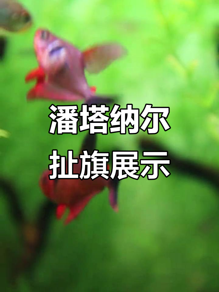 潘塔纳尔扯旗的魅力,鱼缸里的自然奇观