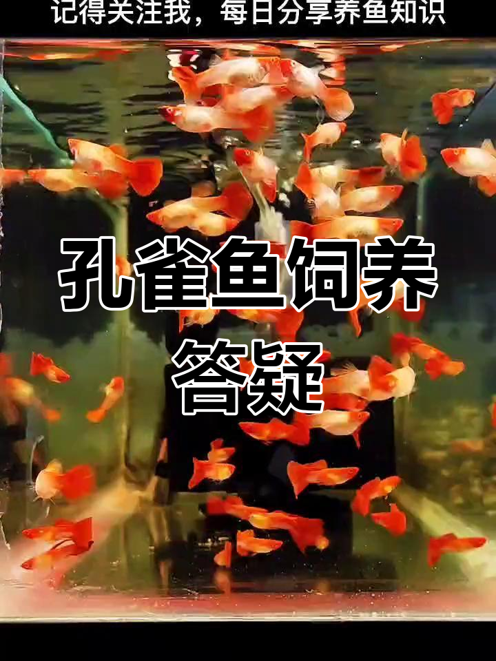 解答孔雀鱼饲养问题