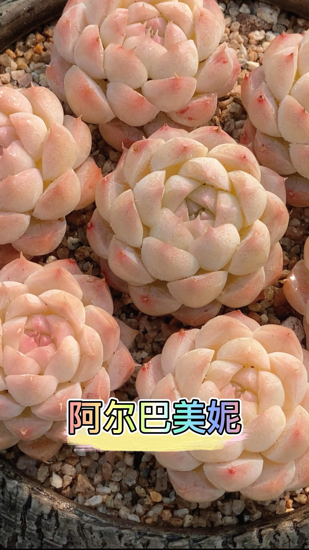 春天的阿尔巴美妮是真的美腻