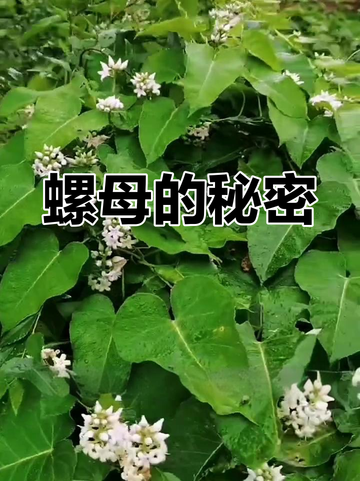 螺母:神奇植物,全身都是宝